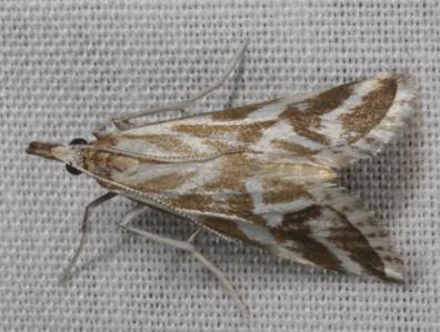 Sedenia rupalis