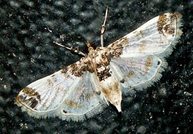 Analyta sigulalis