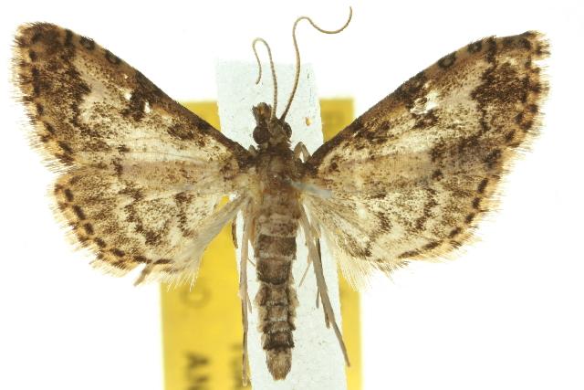 Metasia spilocrossa