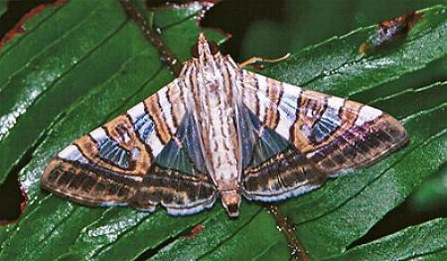 Glyphodes stolalis