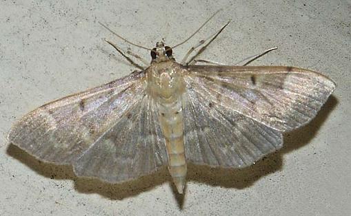 Herpetogramma stultalis