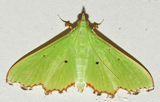 Parotis suralis