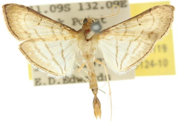 Cnaphalocrocis suspicalis