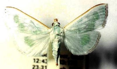 Arthroschista tricoloralis