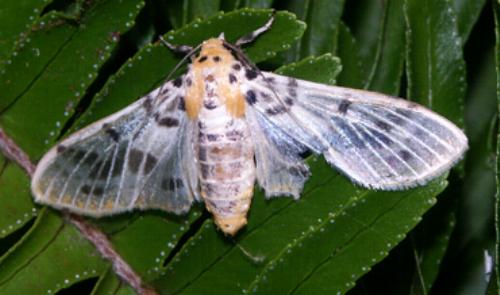 Pachynoa xanthochyta