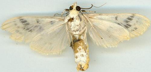 Pachynoa xanthochyta