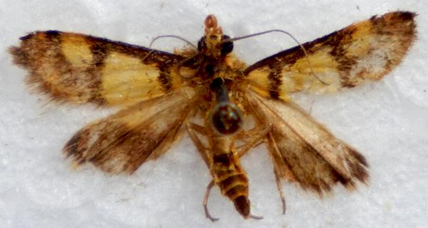 Deuterarcha xanthomela