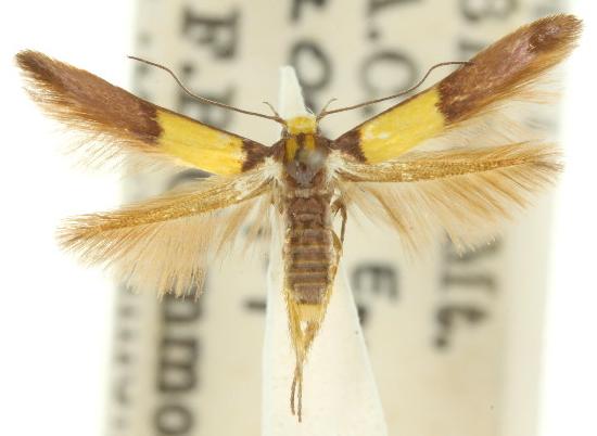 Stathmopoda callichrysa