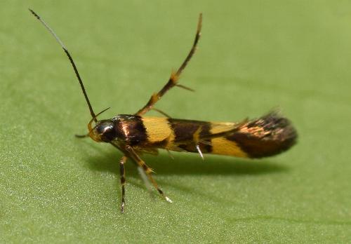 Aeoloscelis chrysophoenicea