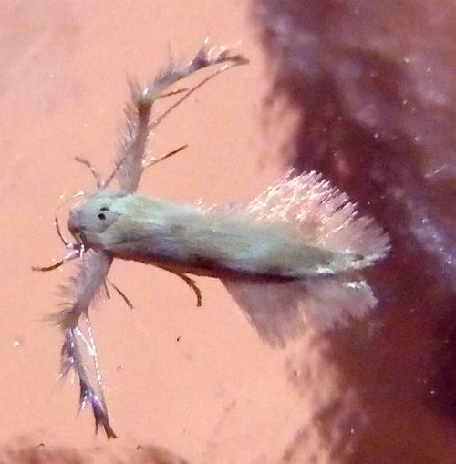 Calicotis crucifera