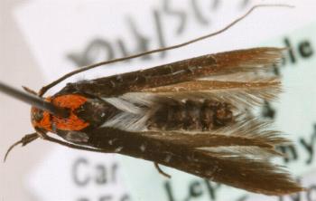 Coracistis erythrocosma
