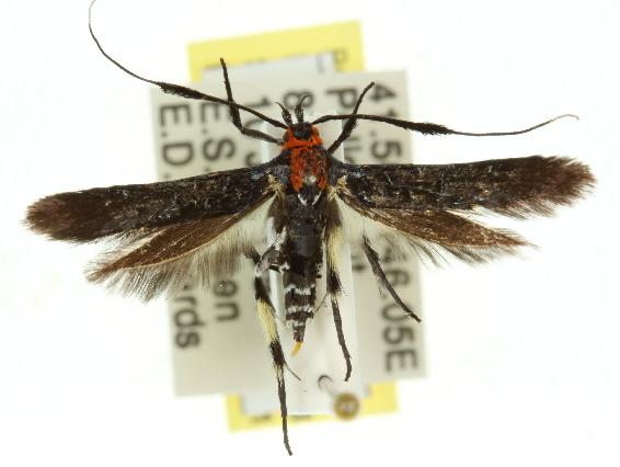 Coracistis erythrocosma