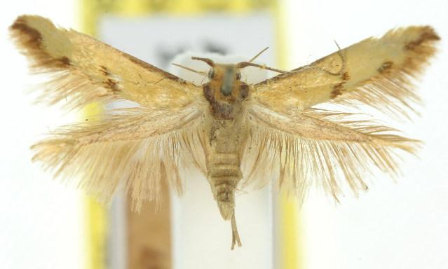 Aeoloscelis hipparcha