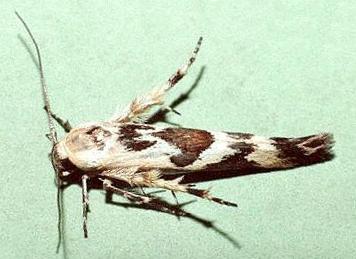Stathmopoda melanochra