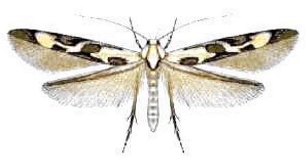 Stathmopoda melanochra