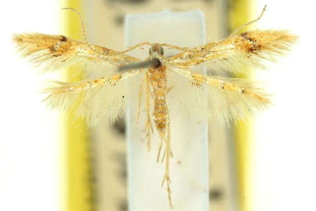 Idioglossa metallochrysa