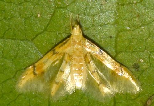 Idioglossa metallochrysa