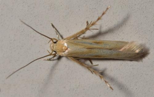 Aeoloscelis pachyceros
