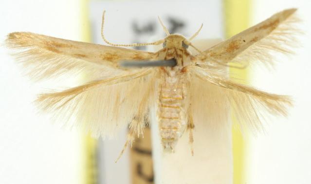 Aeoloscelis pachyceros