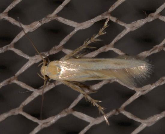 Calicotis sialota