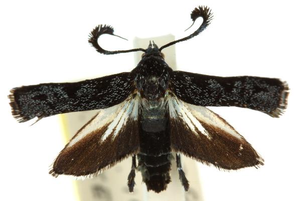 Mylocera tenebrifera