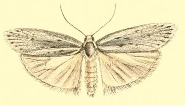 Agriophara cinderella