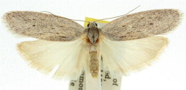 Agriophara cinderella