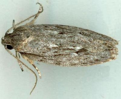 Agriophara cinerosa