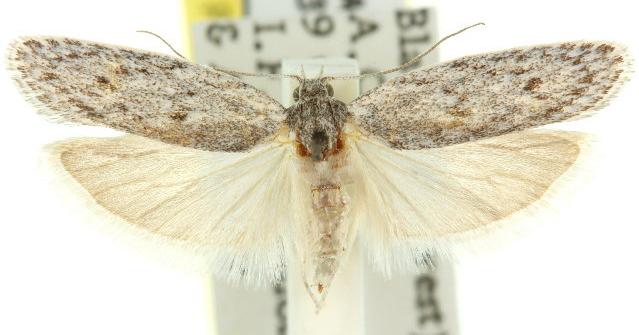 Phylomictis lintearia