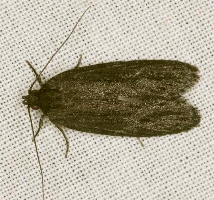 Aproopta melanchlaena