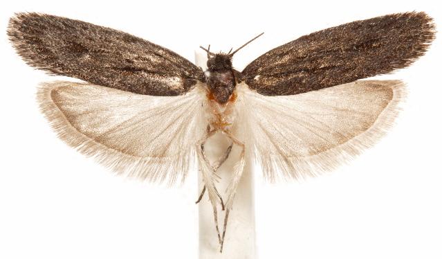 Aproopta melanchlaena