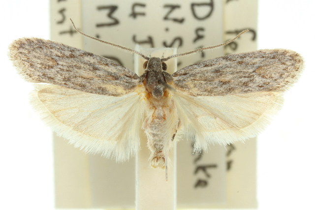 Phylomictis sarcinopa