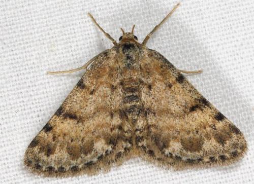 Scopula achroa