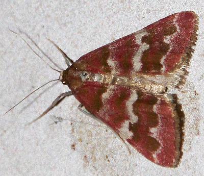 Notiosterrha aglaodesma