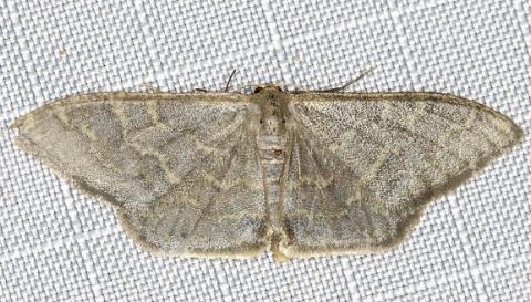 Idaea coercita