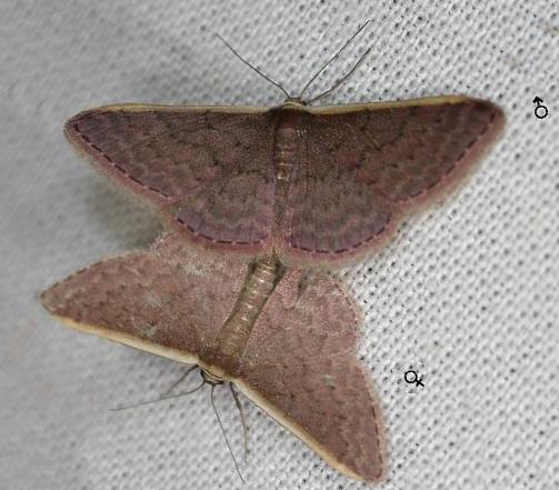 Idaea costaria