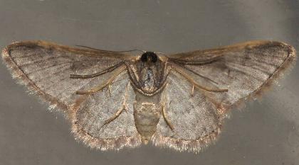 Idaea costaria