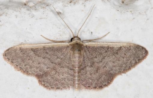 Idaea costaria