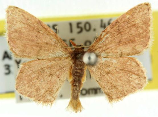 Idaea dasypus
