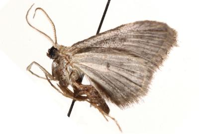 Idaea ferrilinea