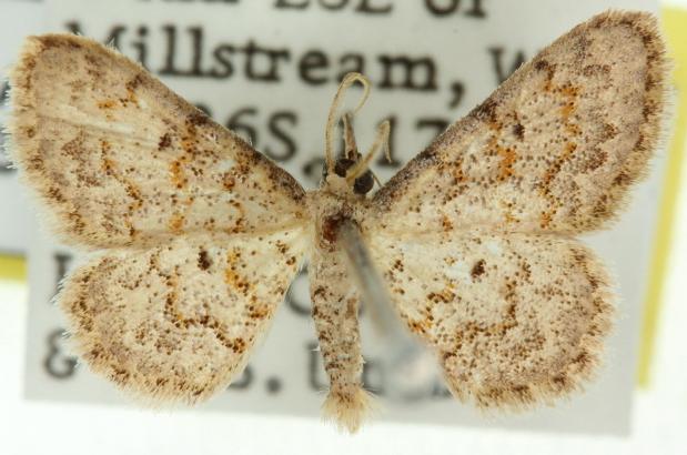 Idaea franconiaria