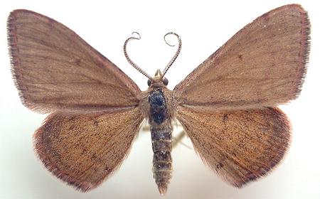 Scopula hypocallista