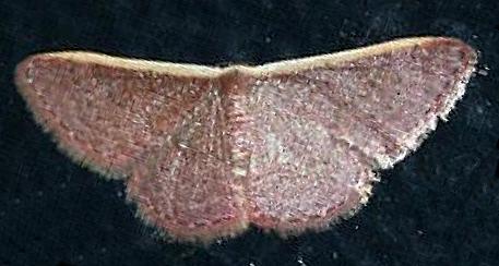 Idaea inversata