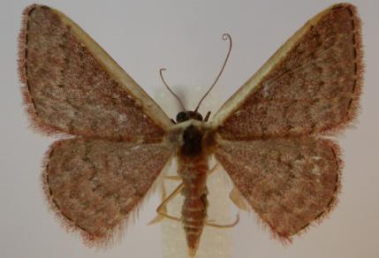 Idaea inversata