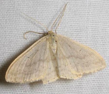 Scopula liotis