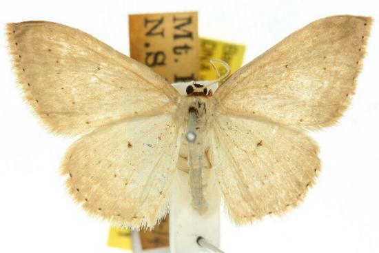 Scopula liotis