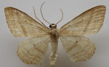 Scopula loxosema