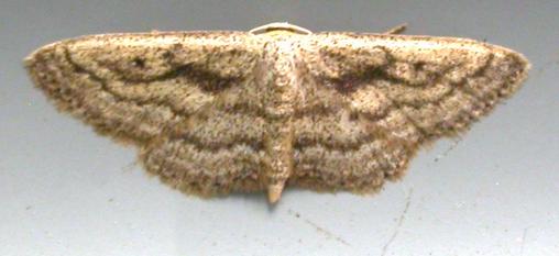 Scopula megalocentra