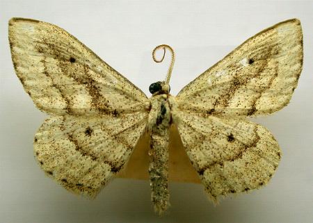 Scopula megalocentra
