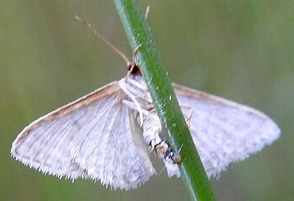 Idaea philocosma